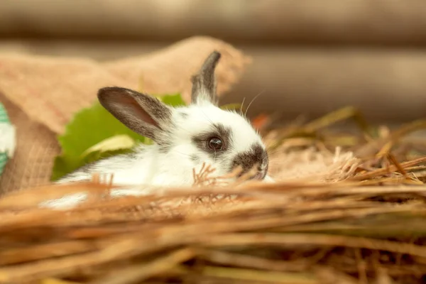 자연 건초에 앉아 귀여운 토끼 토끼 — 스톡 사진
