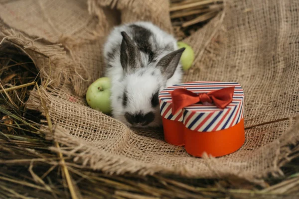 귀여운 토끼 녹색 사과와 빨간색 하트 선물 박스 — 스톡 사진
