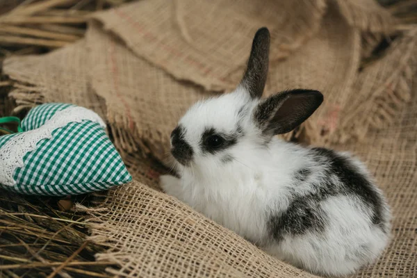 Ładny królik leży z zielonym sercu na worze — Zdjęcie stockowe