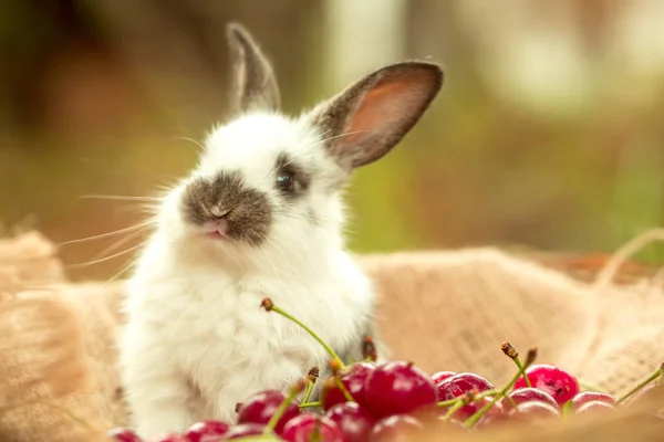 Mignon lapin assis avec des baies de cerise — Photo