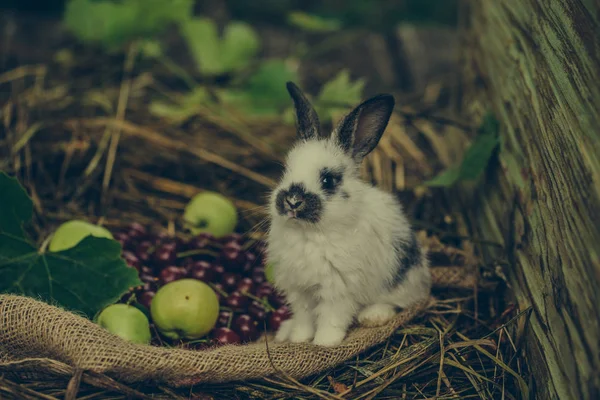 빨간 체리 열매와 녹색 사과 함께 앉아 귀여운 토끼 — 스톡 사진