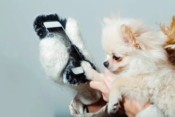 Χαριτωμένο pomeranian σκύλος χρησιμοποιώντας smartphone στα γυναικεία χέρια — Φωτογραφία Αρχείου