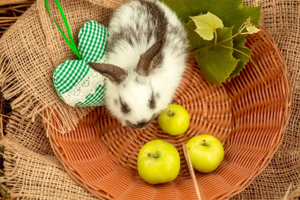 Sød kanin bunny sidder i vidjer skål med grønt hjerte - Stock-foto