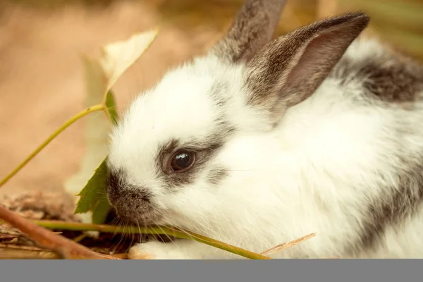 Niedliches Kaninchen frisst grünes Blatt im Heu — Stockfoto