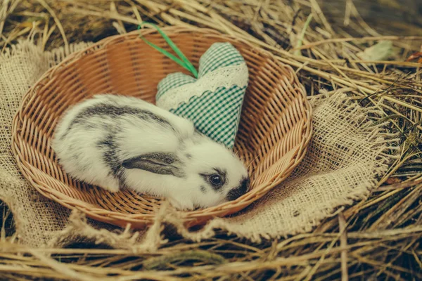 Niedliche Hasen sitzen in Weidenschale mit grünem Herz — Stockfoto