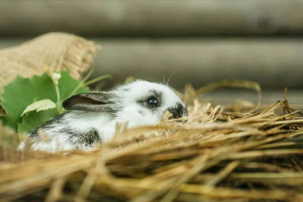 Милый кролик сидит на естественном сене — стоковое фото