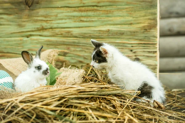 Mignon petit lapin et petit chat jouant dans le foin naturel — Photo