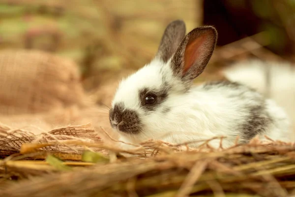 Mignon lapin couché sur le sac — Photo