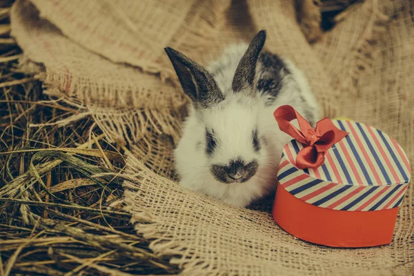 귀여운 토끼 자루에 빨간 하트 선물 박스와 거짓말 — 스톡 사진