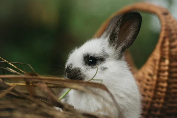 Lindo conejo sentado en la canasta de mimbre en heno — Foto de Stock