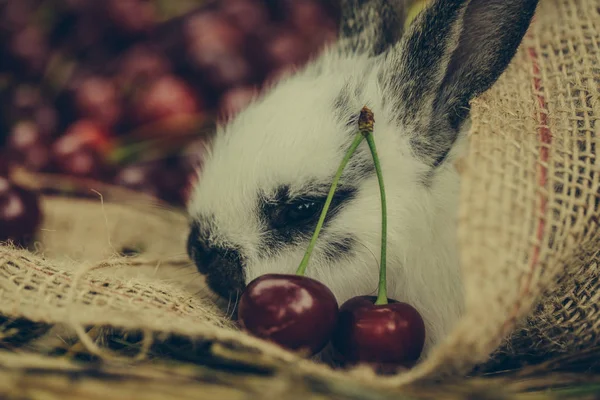빨간 체리 열매 자루에서 누워 귀여운 토끼 — 스톡 사진
