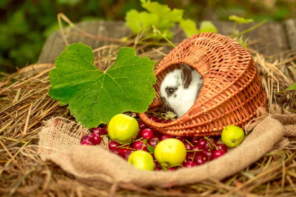可爱的兔子坐在柳条篮子樱桃和苹果 — 图库照片