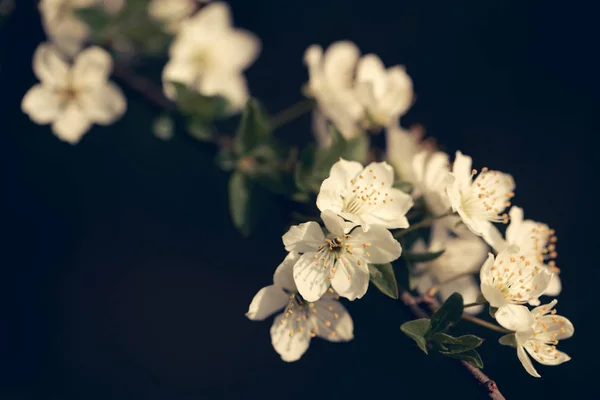 Weiße Sakura-Blume blüht als natürlicher Hintergrund auf verschwommenem Hintergrund — Stockfoto