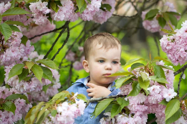 Cute baby boy among pink blossoming flowers — Stock Photo, Image