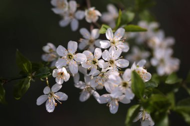 Zemin üzerinde doğal arka plan olarak çiçek beyaz sakura çiçek bulanık