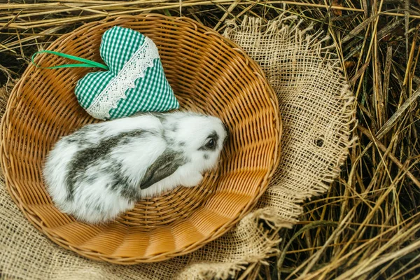 녹색 마음으로 고리 버들 세공 그릇에 앉아 귀여운 토끼 토끼 — 스톡 사진