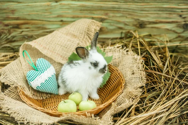 Sød kanin bunny sidder i vidjer skål med grønt hjerte - Stock-foto