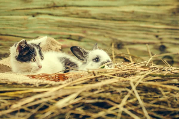 Mignon petit lapin et petit chat couché dans du foin naturel — Photo