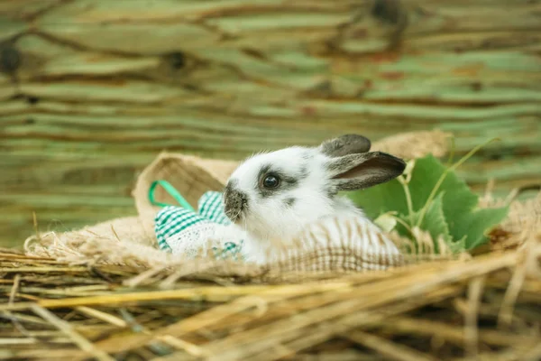 緑の中心部、自然の干し草に座っているかわいいウサギ ウサギ — ストック写真