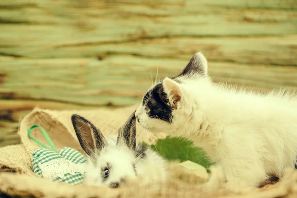 Cute small rabbit and little cat playing on sackcloth — Stock Photo, Image