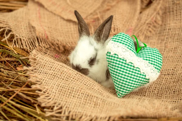 Sød kanin liggende med grønt hjerte på sæk - Stock-foto