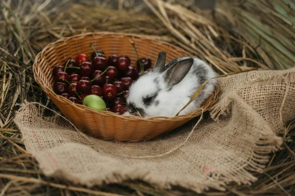 Cute rabbit sitting in wicker bowl with cherry