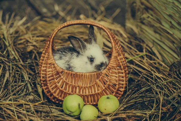 Niedliche Kaninchen sitzen in Weidenkorb mit grünen Äpfeln — Stockfoto