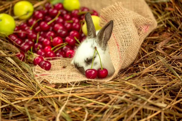 체리와 건초에 사과 자루에 귀여운 토끼 — 스톡 사진