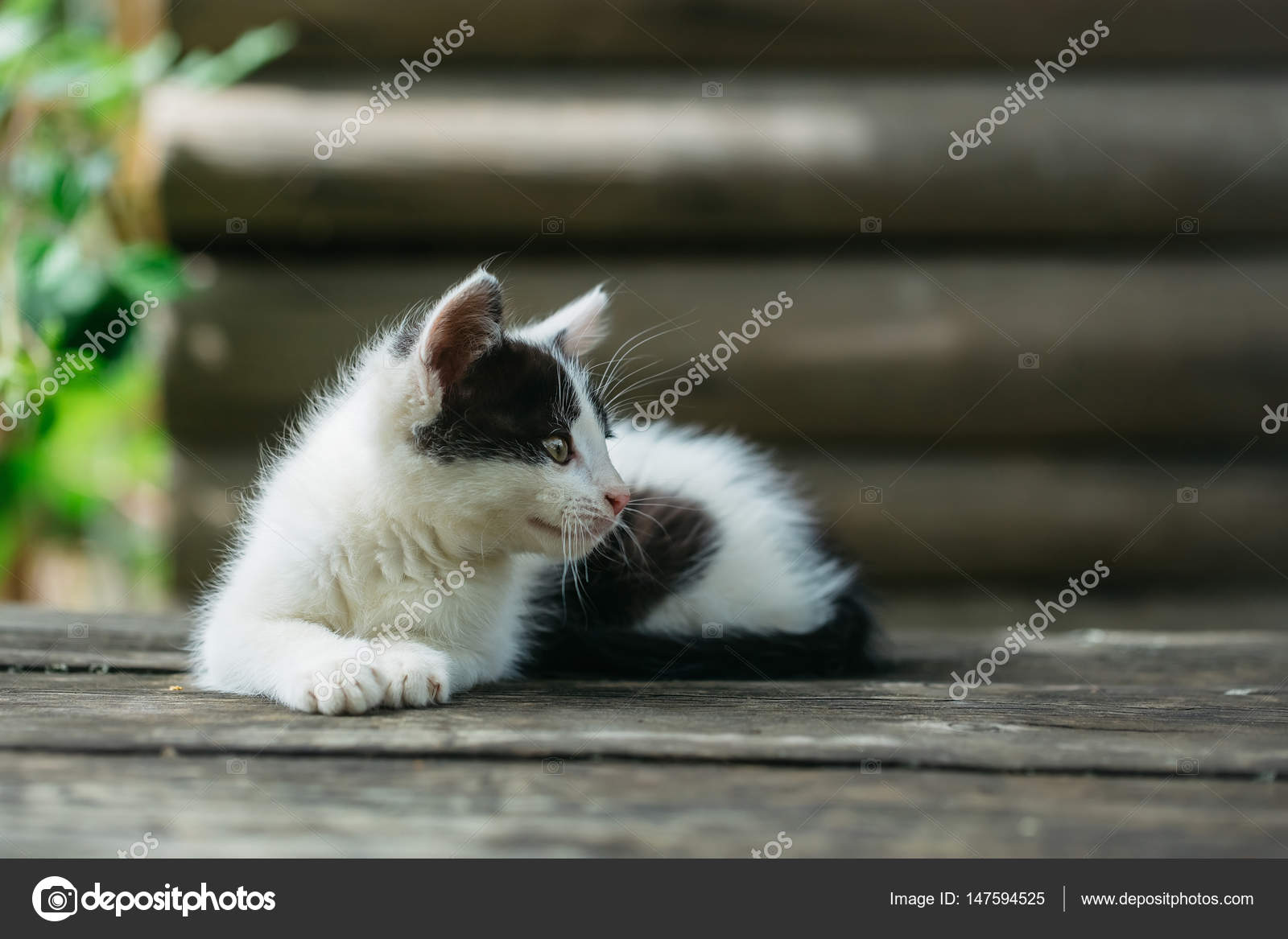 Hd限定 猫 かわいい 子猫 ガルカヨメ