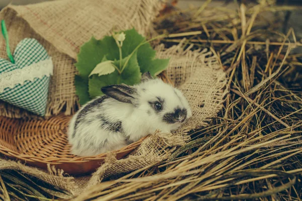 녹색 마음으로 고리 버들 세공 그릇에 앉아 귀여운 토끼 토끼 — 스톡 사진