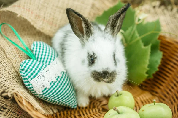 Schattig konijn konijn zittend in rieten kom met groene hart — Stockfoto