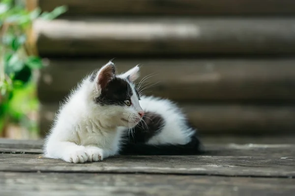 Lindo gatito gato acostado en cerca de madera — Foto de Stock