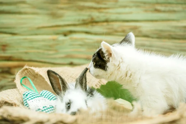 Sød lille kanin og lille kat leger på sæk - Stock-foto
