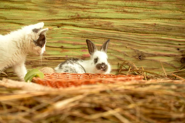 Cute small cat and little rabbit playing in hay