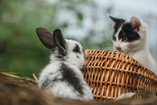 可爱的小猫和兔子在户外玩 — 图库照片