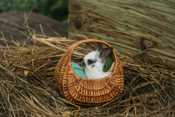 Cute rabbit sitting in wicker basket — Stock Photo, Image