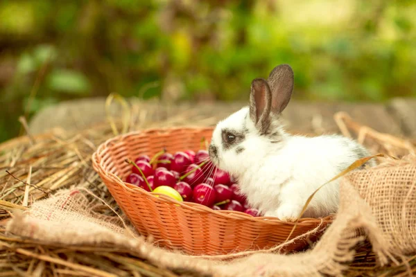 체리와 고리 버들 세공 그릇에 앉아 귀여운 토끼 — 스톡 사진
