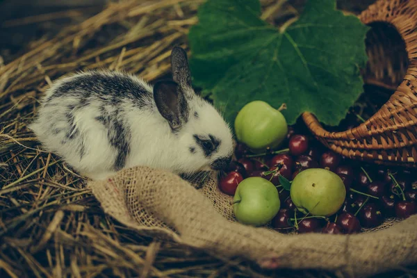 빨간 체리 열매와 녹색 사과 함께 앉아 귀여운 토끼 — 스톡 사진
