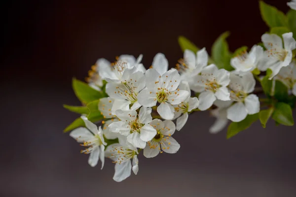 Weiße Sakura-Blume blüht als natürlicher Hintergrund auf verschwommenem Hintergrund — Stockfoto