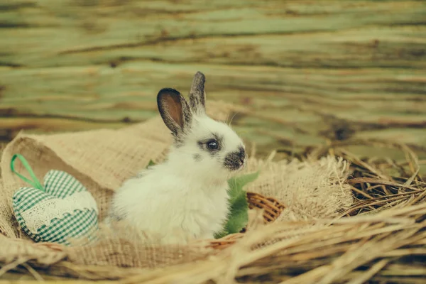 Cute rabbit bunny sitting in natural hay with green heart — Stock Photo, Image