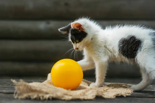 Lindo gatito gato jugando con amarillo bola — Foto de Stock