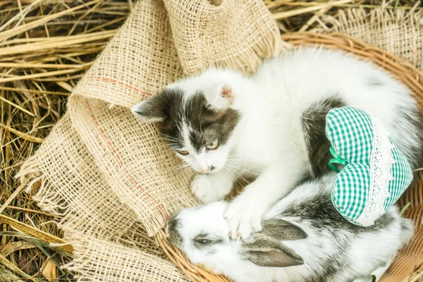 귀여운 작은 토끼와 녹색 마음으로 작은 고양이 — 스톡 사진