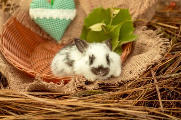 Lapin lapin mignon assis dans un bol en osier avec coeur vert — Photo