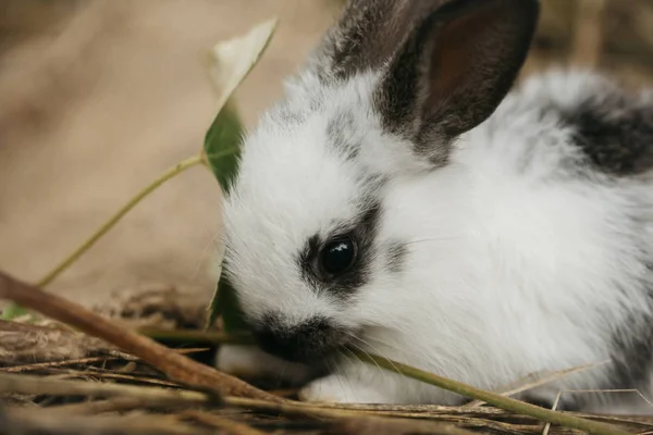 Cute rabbit eating green leaf in hay — Stock Photo, Image