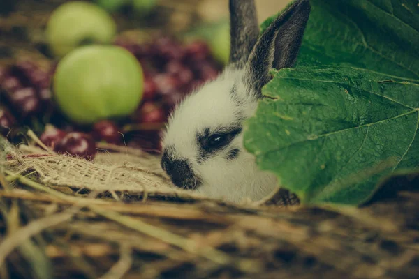 귀여운 토끼 체리와 사과와 녹색 잎 뒤에 숨어 — 스톡 사진