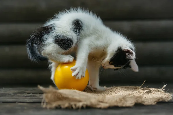 Gatinho bonito que joga com bola amarela — Fotografia de Stock