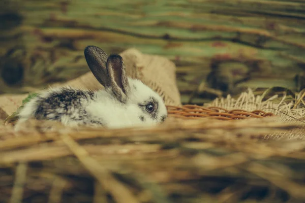 Lindo conejo sentado en cuenco de mimbre en tela de saco en heno — Foto de Stock