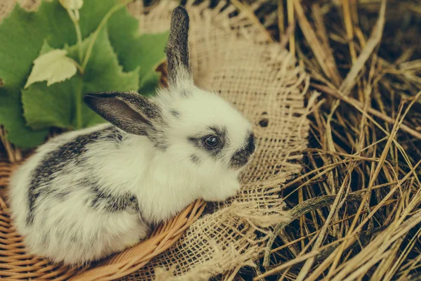 Cute rabbit bunny sitting in natural hay — Stock Photo, Image