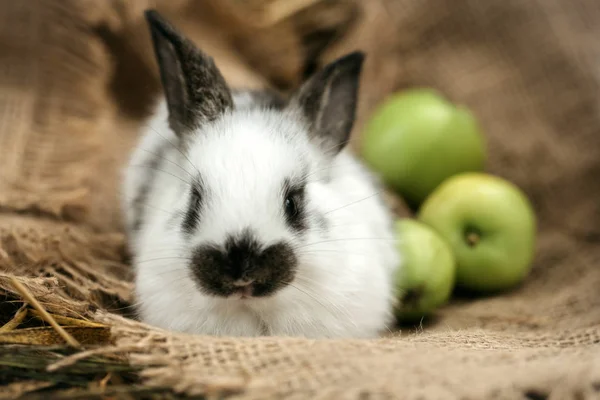 귀여운 토끼 자루에 노란색 사과 냄새 — 스톡 사진
