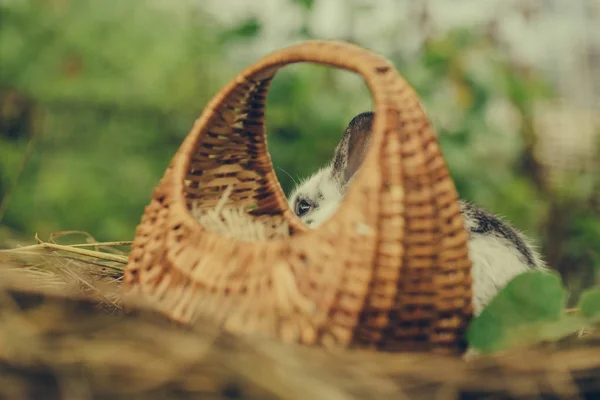 Coelho bonito escondido atrás da cesta de vime no feno — Fotografia de Stock
